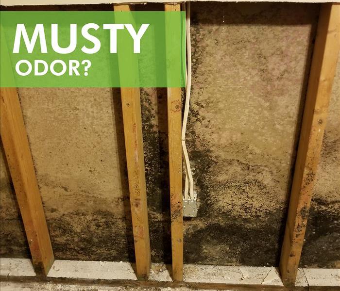 Drywall covered with mold. Words that say MUSTY ODOR?